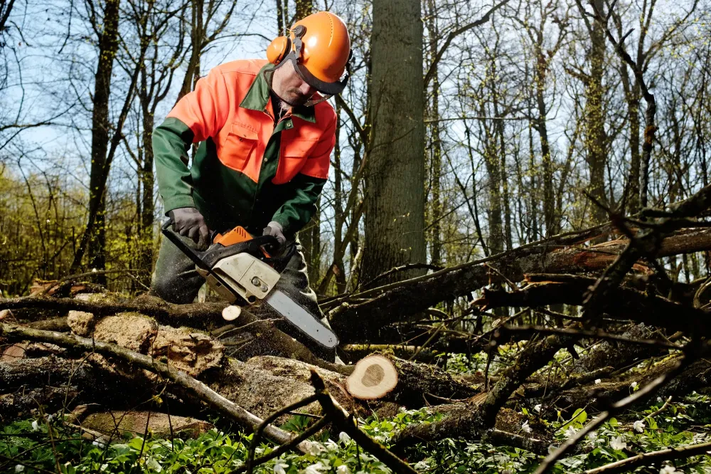 travaux-forestiers-2