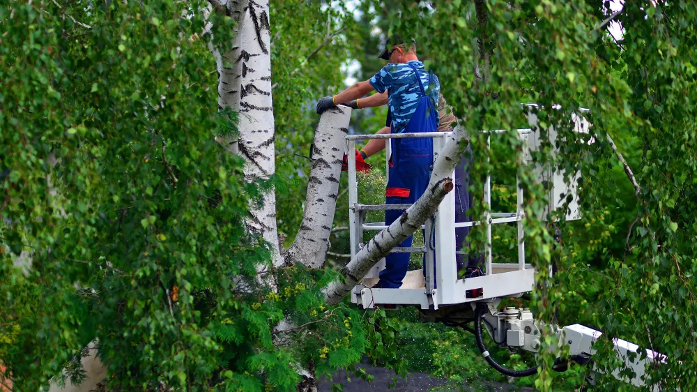 Taille douce d’arbres : méthode, sécurité et résultat naturel