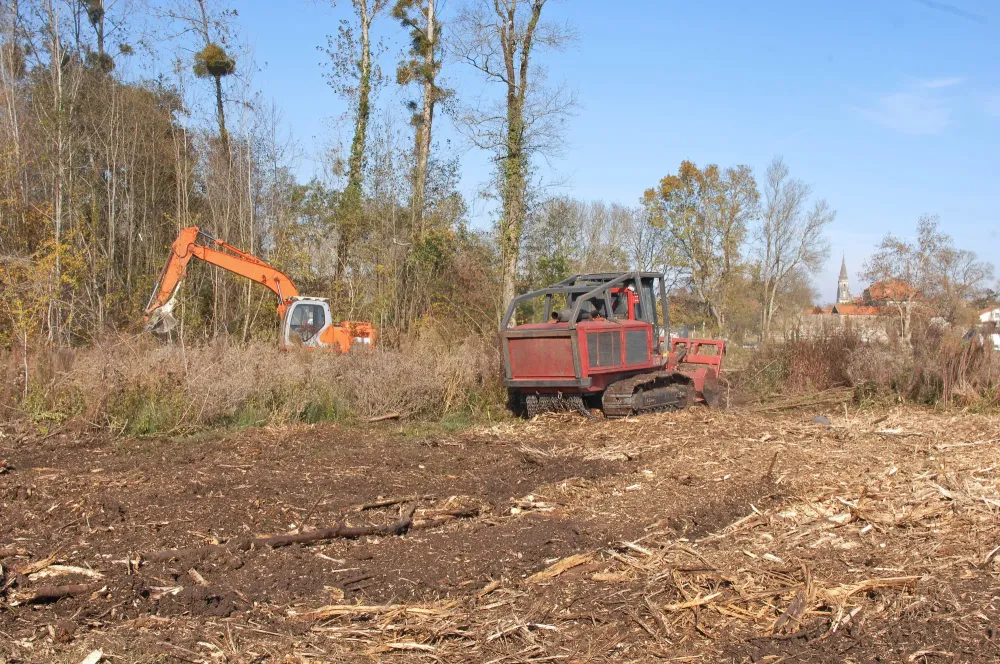 Élagage raisonné : 5 erreurs à éviter